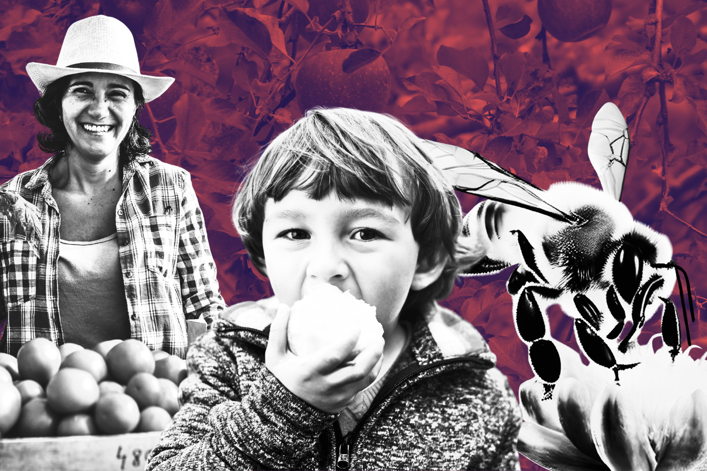 Dla zdrowia, pszczół i rolników – podpisz petycję!